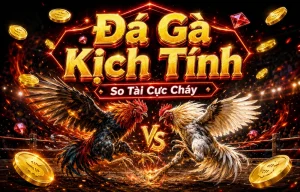 Giao diện sảnh đá gà Sunrise Accents